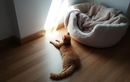 Votre chat délaisse son panier confortable pour le sol ? Les vraies raisons et comment adapter son espace de repos