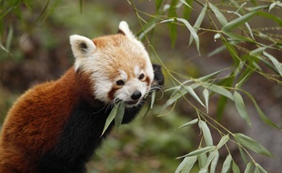 Un des deux pandas roux du zoo de Lille.