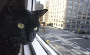Un chat regarde par la fenêtre.