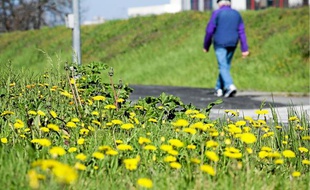 150 hectares de prairies urbaines ont été créés depuis 2008 dans différents lieux de la ville.