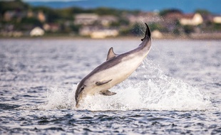 Un dauphin (illustration).