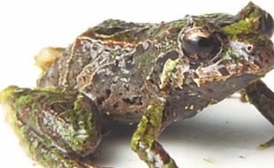 La grenouille Prsitimantis mutabilis.