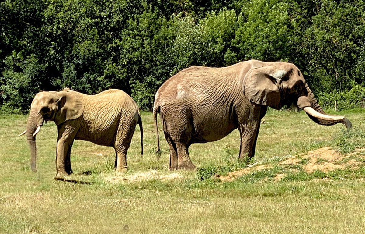Un Safari Près De Nantes Mots Fléchés Loire-Atlantique : Planète Sauvage accueille « l'un des plus gros éléphants  » visibles en Europe