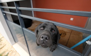 Un chien dans un refuge après avoir subi de la maltraitance. (Archives)