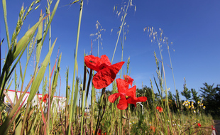 Illustration de biodiversité avec des coquelicots au bord d'un champ en Bretagne.