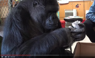 Koko le gorille se prend d'affection pour un chaton.