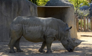 Un rhinocéros blanc du zoo de Paris