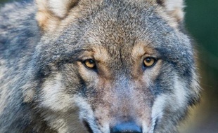Un loup a tué un veau et blessé une vache dans la nuit de dimanche à lundi dans un enclos en Meuse, selon leur propriétaire, une première qui suscite déjà la colère des éleveurs d'ovins dans le département