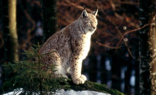 Photo d'un lynx boréal prise dans la forêt du massif vosgien, prise le 08 janvier 2004.