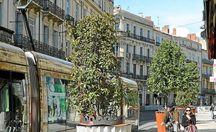 Ne restent que tramway et piétons.