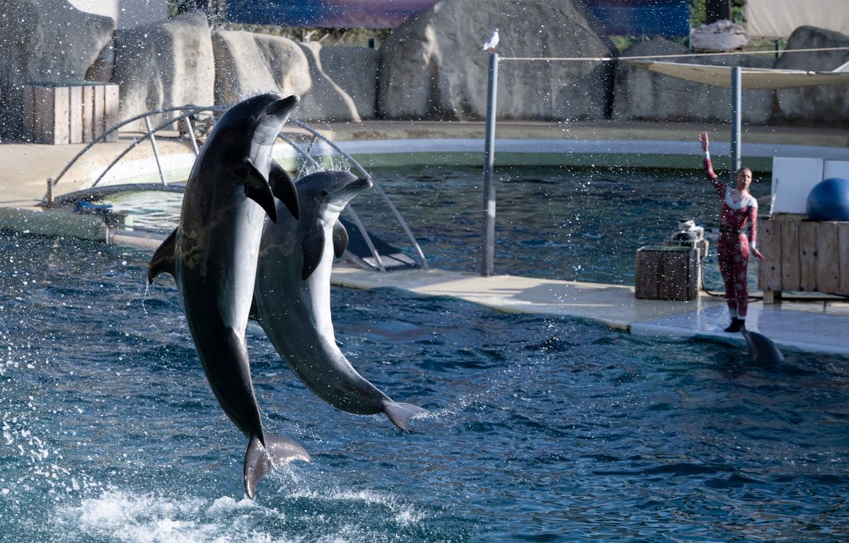 Et si les douze dauphins bloqués au Marineland partaient au zoo de Beauval ?