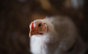 Un poulet dans une exploitation avicole de l'Iowa aux Etats-Unis (photo illustration).