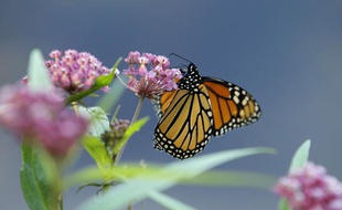 Un papillon monarque sur une asclépiade, au Minnesota.