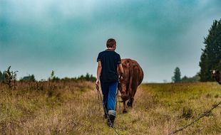 Un agriculteur et sa vache.