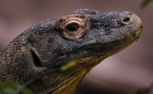 Flora va donner naissance à huit bébés Komodos.