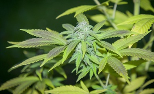 Le THC est le principal composant psychoactif du cannabis (illustration)