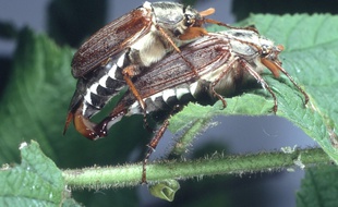 Des hannetons (Illustration)