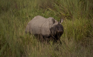 Rhinocéros, illustration.