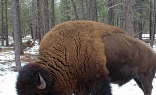 Un bison aux Etats-Unis.
