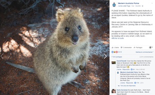 Steve, le quokka échappé de Rottnest Island, est activement recherché.