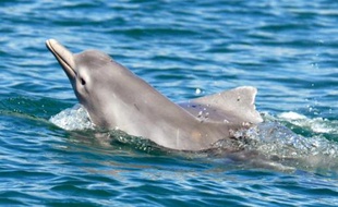 Photo d'illustration dauphin.