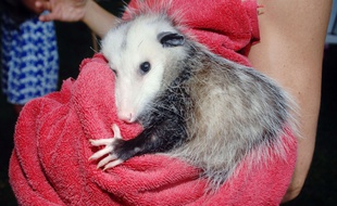 L'opossum, ce héros...