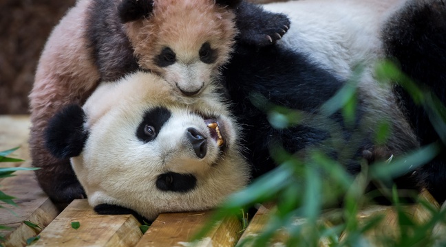 Bébé panda du zoo de Beauval: Cinq choses à savoir sur ...