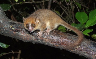 Le microcèbe, petit primate d la famille des lémuriens, a une durée de vie d'une douzaine d'années.