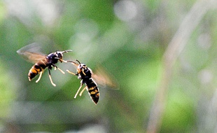 Des frelons asiatiques chassent devant une ruche d'abeilles (Archives).