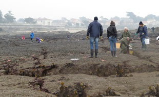 A Prefailles, le 21 mars 2015- Peche a pieds a Prefailles a l occasion de la maree du siecle