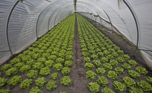 Illustration: des salades sous serre.