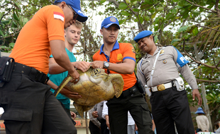 Tortue verte ramenée à la mer par la police indonésienne.