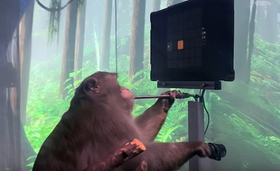 Le singe de Neuralink en train de jouer à Pong avec «la pensée» grâce à une puce implantée dans le cerveau.