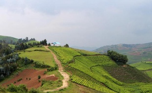 Autour de la colline de Kesho, où environ 1.400 Tutsi ont été assassinés le 8 avril 1994, des rescapés se souviennent de Pascal Simbikangwa, premier Rwandais jugé en France pour le génocide de 1994, comme d'un homme violent avec les Tutsi bien avant les massacres.