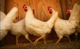 Une Galloise de 24 ans n'a pas hésité à renoncer à ses vacances pour pouvoir payer les 1.800 livres (près de 2.700 euros) demandés par le vétérinaire pour sauver sa poule qui s'était blessée.