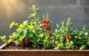 Vos jardinières souffrent déjà de la chaleur ? Voici comment créer un mini-potager urbain résistant à la sécheresse dès la fin août