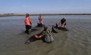 Les dauphins échoués à proximité de l'île de Ré.