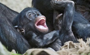Un bonobo de six mois au zoo de Berlin.