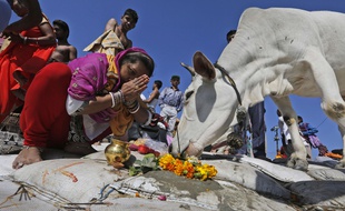 Un musulman soupçonné d'avoir tué une vache - animal sacré pour les Hindous - a été tué par la foule en Inde. (illustration)