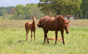 Belle Argence, une des juments de l'actuelle manufacture équestre proposée sur My Horse Family.