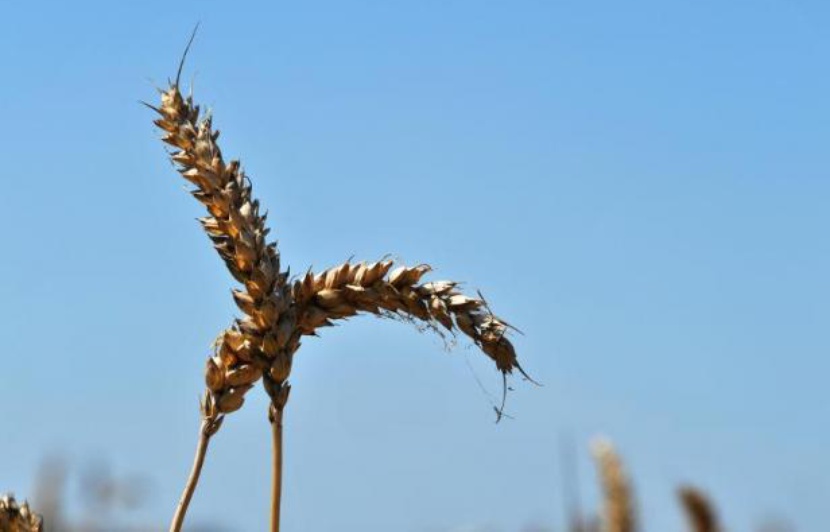 Agriculteurs seulement datant gay