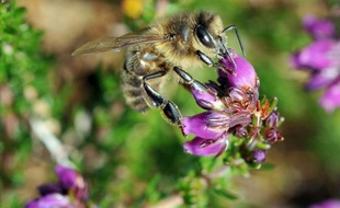 Un pesticide largement utilisé depuis les années 1990 est nuisible aux bourdons et abeilles, provoquant des troubles de l'orientation qui les empêchent de retrouver leur ruche ou de se nourrir convenablement, selon deux études --française et britannique-- publiées jeudi.