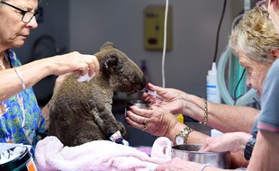 Un koala déshydraté et blessé secouru dans un centre pour koala à Port Macquarie, le 2 novembre dernier.