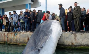 Des pêcheurs tunisiens tirent une baleine prise dans leurs filets, à Sidi Bou Saïd le 9 mars 2014