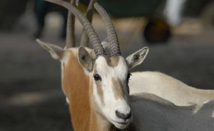 Un oryx algazelle a vu le jour dans un zoo de Plaisance-du-Touch, près de Toulouse. Cette espère est éteinte à l'état sauvage. Illustration