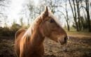 Un suspect arrêté pour une série de mutilations sur des chevaux en Normandie