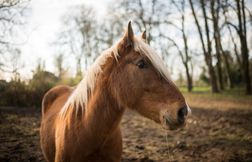 Un suspect arrêté pour une série de mutilations sur des chevaux en Normandie