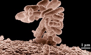 Illustration de la bactérie Escherichia Coli, présente dans la flore intestinale