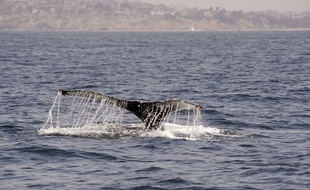 Un homme en paddle a croisé un groupe de baleines et deux dauphins