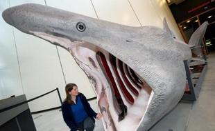 Une campagne menée autour de l'archipel des Glénan (Finistère) pour recenser la présence de requins pèlerins conclut à une année "exceptionnelle" avec une concentration jamais observée depuis six ans, s'est félicitée vendredi l'association pour l'étude et la conservation des sélaciens (APECS).